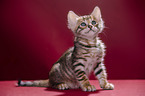 Toyger Kitten in front of red background