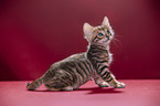 Toyger Kitten in front of red background