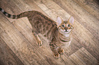 standing Toyger