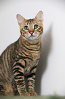 Toyger in front of white background