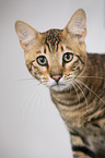 Toyger in front of white background