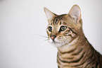 Toyger in front of white background