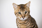 Toyger in front of white background