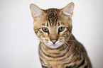 Toyger in front of white background