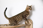 Toyger in front of white background