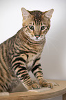 Toyger in front of white background