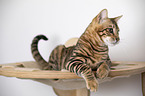 Toyger in front of white background