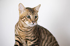 Toyger in front of white background