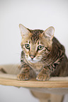 Toyger in front of white background