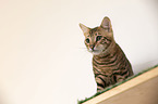 Toyger in front of white background