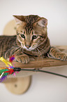 Toyger in front of white background