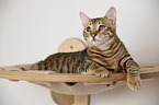 Toyger in front of white background