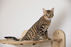 Toyger in front of white background