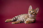 Toyger in front of red background