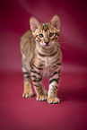Toyger in front of red background