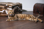 lying Toyger