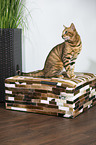 sitting Toyger