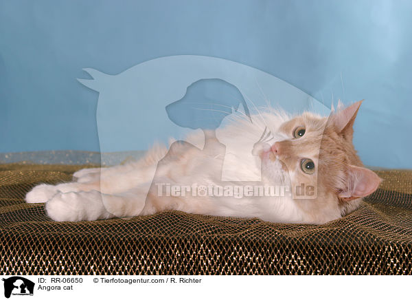 Trkisch Angora / Angora cat / RR-06650