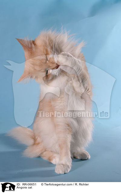 Trkisch Angora / Angora cat / RR-06651