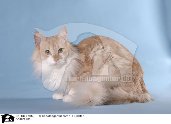 Angora cat / RR-06653