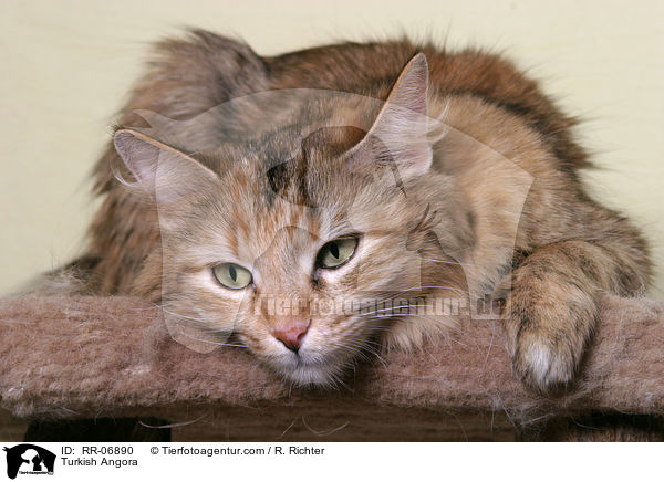 Turkish Angora / RR-06890