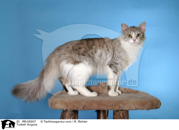 Trkisch Angora / Turkish Angora / RR-06907