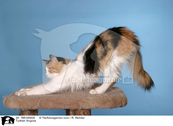 Turkish Angora / RR-06909