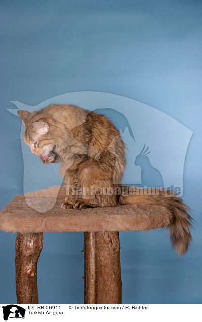 Turkish Angora / RR-06911