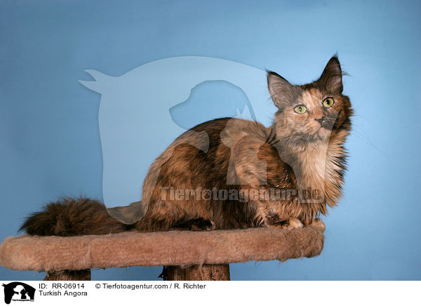 Trkisch Angora / Turkish Angora / RR-06914