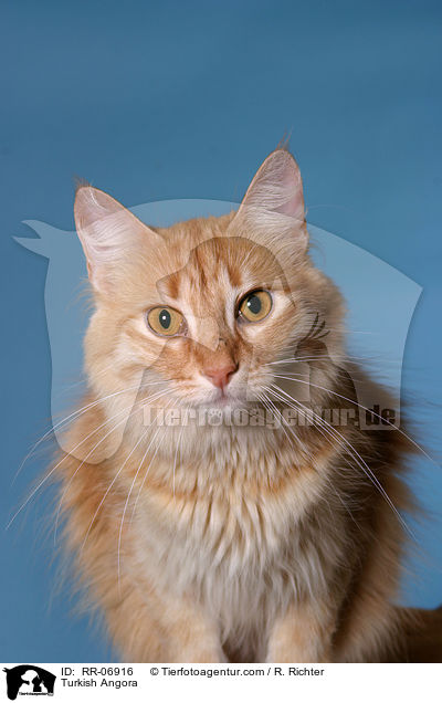 Trkisch Angora / Turkish Angora / RR-06916