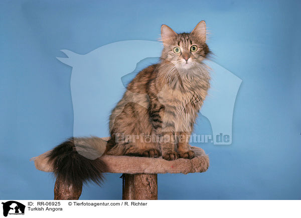 Trkisch Angora / Turkish Angora / RR-06925
