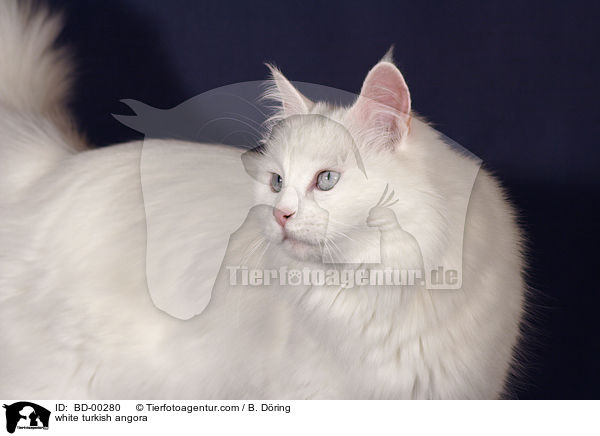 white turkish angora / BD-00280