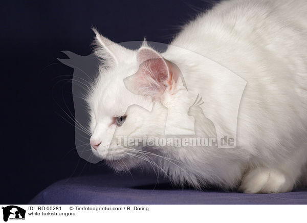 weie Trkisch Angora / white turkish angora / BD-00281