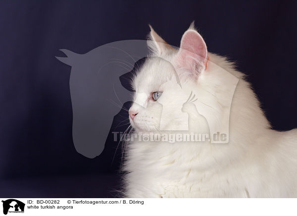 weie Trkisch Angora / white turkish angora / BD-00282