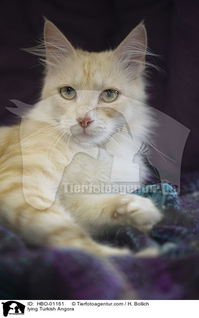 lying Turkish Angora / HBO-01161