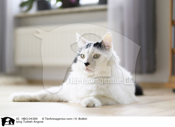 liegende Trkisch Angora / lying Turkish Angora / HBO-04389