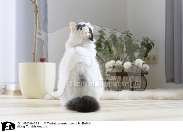 sitting Turkish Angora / HBO-04392