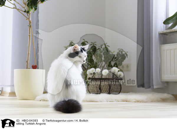 sitting Turkish Angora / HBO-04393