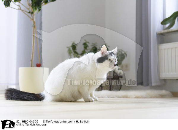 sitting Turkish Angora / HBO-04395