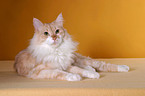 Angora cat