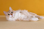 Angora cat