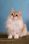 Angora cat