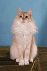 Angora cat