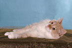 Angora cat