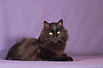 black turkish angora