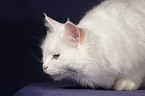 white turkish angora