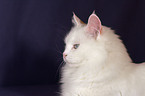 white turkish angora