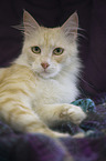 lying Turkish Angora