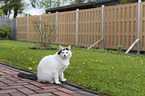 sitting Turkish Angora