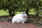 lying Turkish Angora